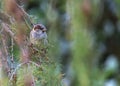 Male sparrow, passer domesticus, standing on a branch looking aside