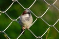 Male Sparrow Perching On A Chain-link Wire Fence
