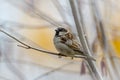 Male sparrow sits in a dense wintry shrubbery