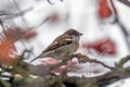 Male sparrow sits in a dense wintry shrubbery