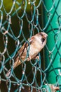Male Sparrow Sitting On A Net Fence. Blurred Background.