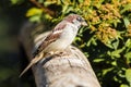 Male Sparrow Sitting On A Wooden Fence. Blurred Background.