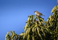 Male sparrow watches its surroundings