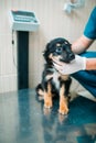 Male specialist examining dog, veterinary clinic