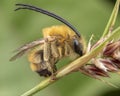 Male specimen of Eucera sleeping while biting