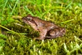 Male specimen of the Italian agile frog Rana latastei