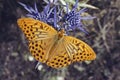 Male specimen of silver-washed fritillary butterfly
