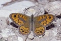Male specimen of wall brown butterfly