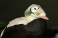 A male Spectacled Eider, Somateria fischeri, standing on the bank at the edge of water at Arundel wetland wildlife reserve.