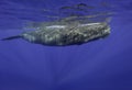 Male Sperm Whale