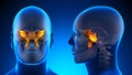 Male Sphenoid Skull Anatomy - blue concept