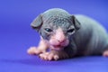 Male Sphynx Hairless Cat of blue and white two weeks old lies on blue background and looks at camera