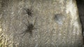 Spider mating games