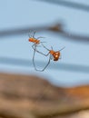 Mating spiders. Sinouk Coffee Resort, Laos Royalty Free Stock Photo