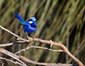 Male Splendid Fairy-wren