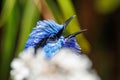 Male Splendid Fairywren in Western Australia