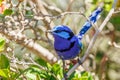 Male Splendid Fairywren in Western Australia