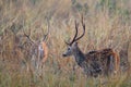 2 male Spotted Chital Deer walking away in foliage