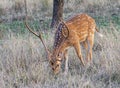 The male cheetal, spotted deer grazing in the forest of Ranthambhore