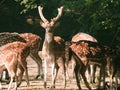 A male spotted deer chital with antlers Royalty Free Stock Photo