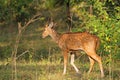 Male spotted deer - India