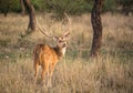 Male spotted deer in ranthambore