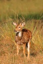 Male spotted deer