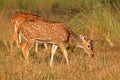 Male spotted deer