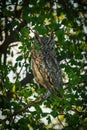 Male Spotted Eagle Owl perched atop a branch in the Moremi Game Reserve of Botswana.m