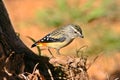 Male Spotted Pardalote