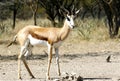 Male Springbok