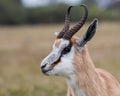 Male Springbok antelope in South Africa