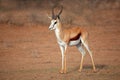 Male springbok antelope