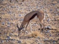 Male springbok feeding in rocky terrain at Palmwag Concession of Damaraland, Namibia, Southern Africa Royalty Free Stock Photo