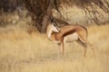 Male Springbok Licking Self in Grassland