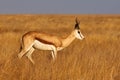 Male Springbok