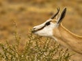 Male springbuck/ springbok grazing Royalty Free Stock Photo
