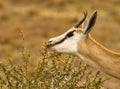 Male springbuck/ springbok grazing