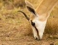 Male springbuck/ springbok grazing Royalty Free Stock Photo