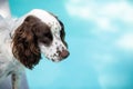 Male Springer Spaniel dog standing near backyard pool Royalty Free Stock Photo