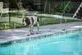 Male Springer Spaniel dog standing near backyard pool Royalty Free Stock Photo