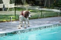 Male Springer Spaniel dog standing near backyard pool Royalty Free Stock Photo