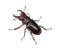 Male Stag Beetle