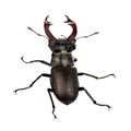 A male stag beetle