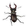 A male stag beetle Royalty Free Stock Photo