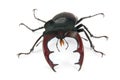 Male stag-beetle