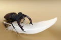 Male stag-beetle and feather