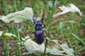 Male stag beetle. Royalty Free Stock Photo