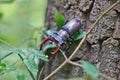 Male stag beetle with huge horns. Royalty Free Stock Photo