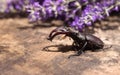 Male stag beetle. Large insect on a wooden board and against the background of a lavender branch. Nature, fauna Royalty Free Stock Photo